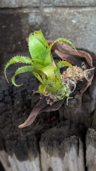 Hylaeaicum mooreanum (Neoregelia mooreana) ネオレゲリア ムーレアナ