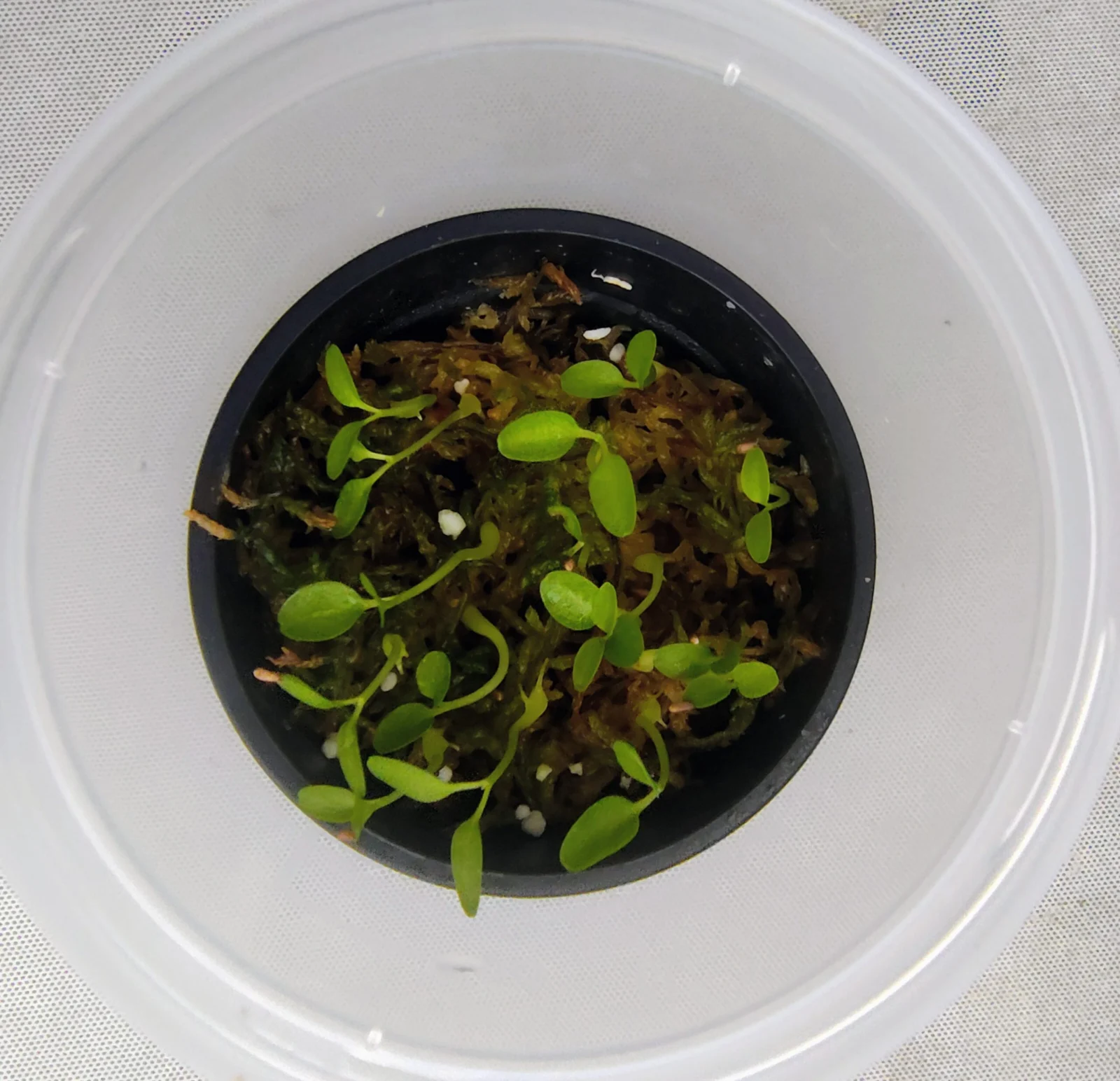 アリ植物