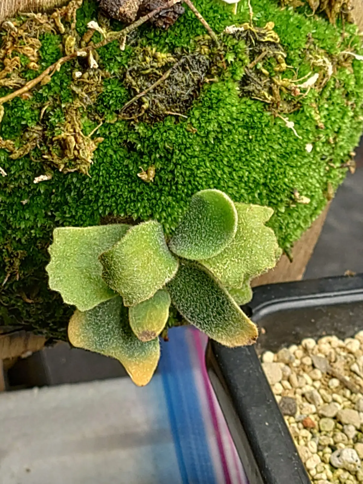 ビカクシダ　バクテリア