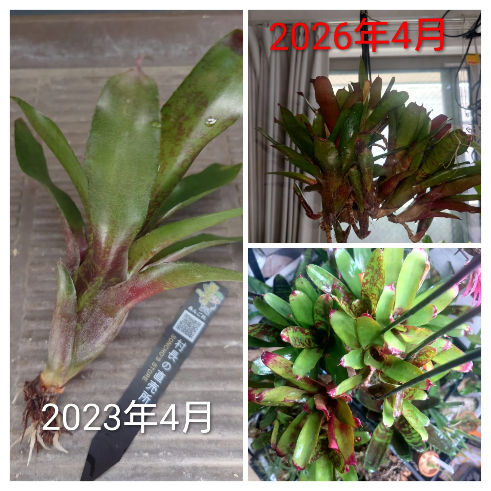 ネオレゲリア　リリープー