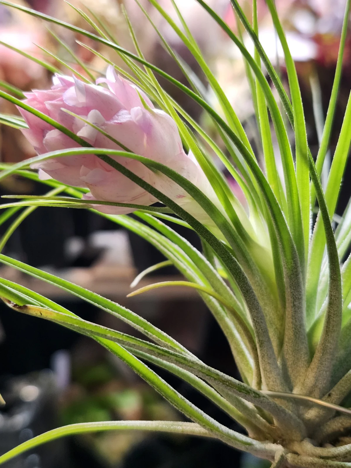 ティランジア　マナ　開花