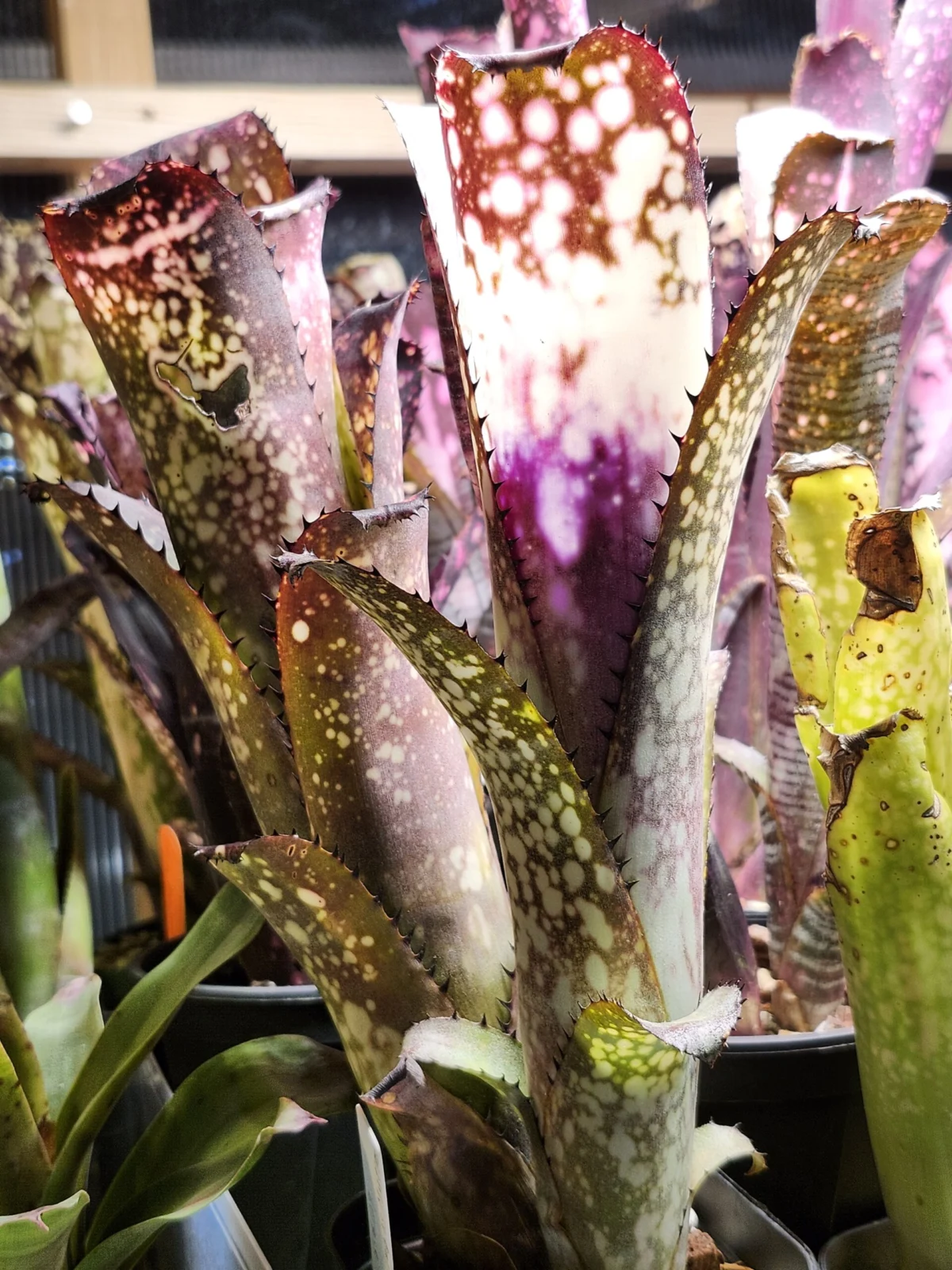 ビルベルギア　ハレルヤ×ドミンゴスマルティンス