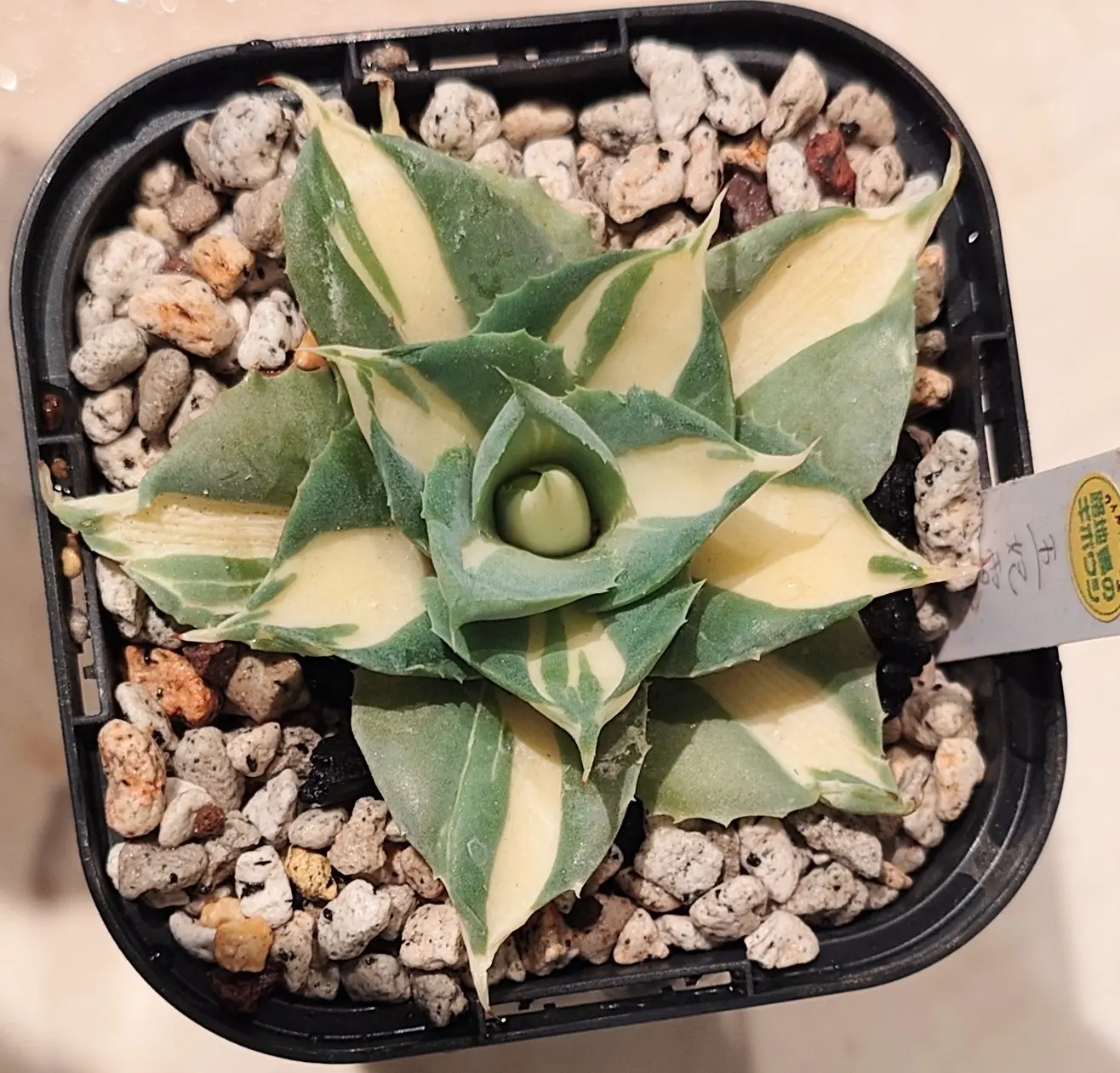 アガベ　王妃雷神　黄中斑