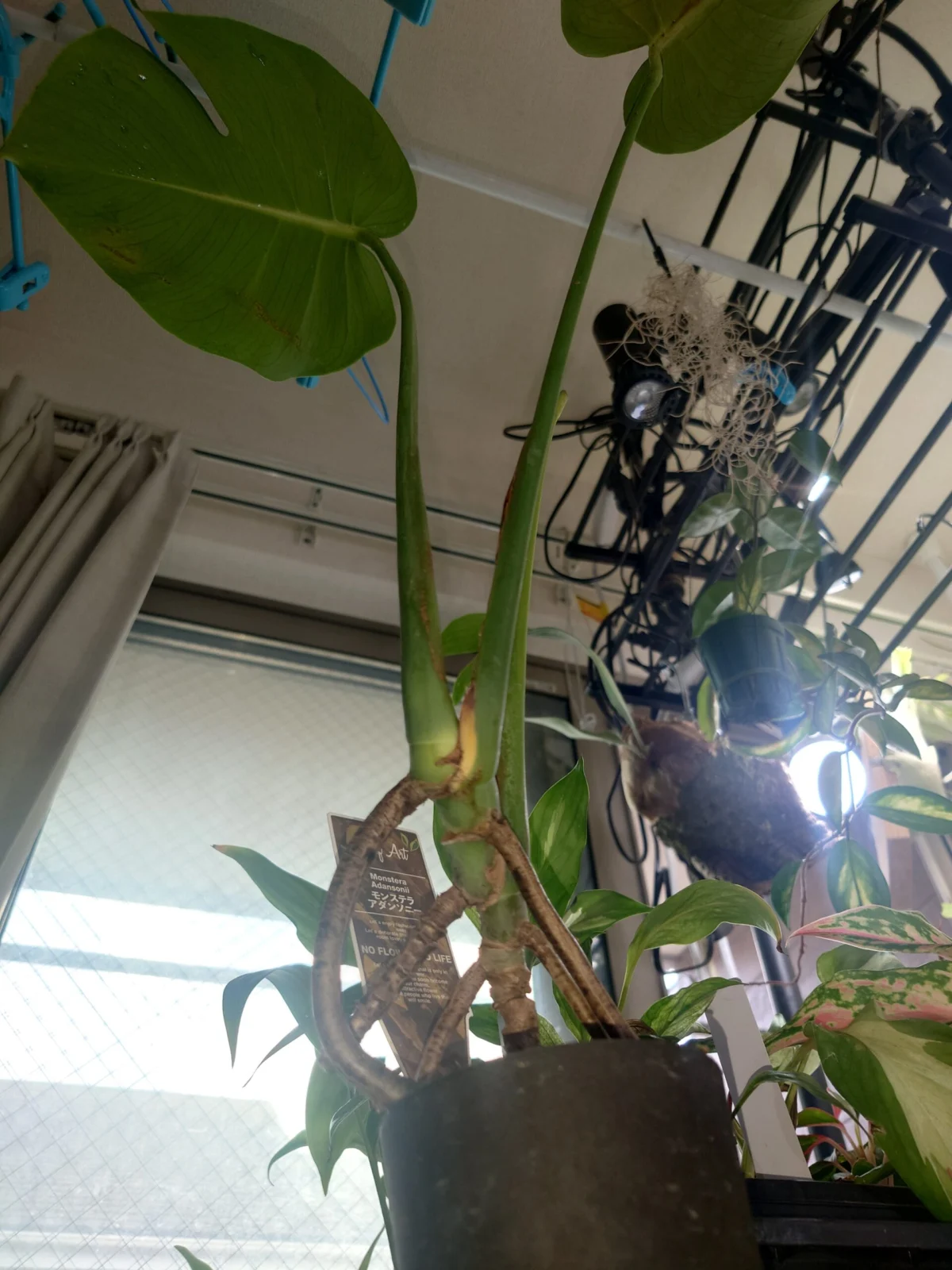モンステラ　アダンソニー　パルテノン