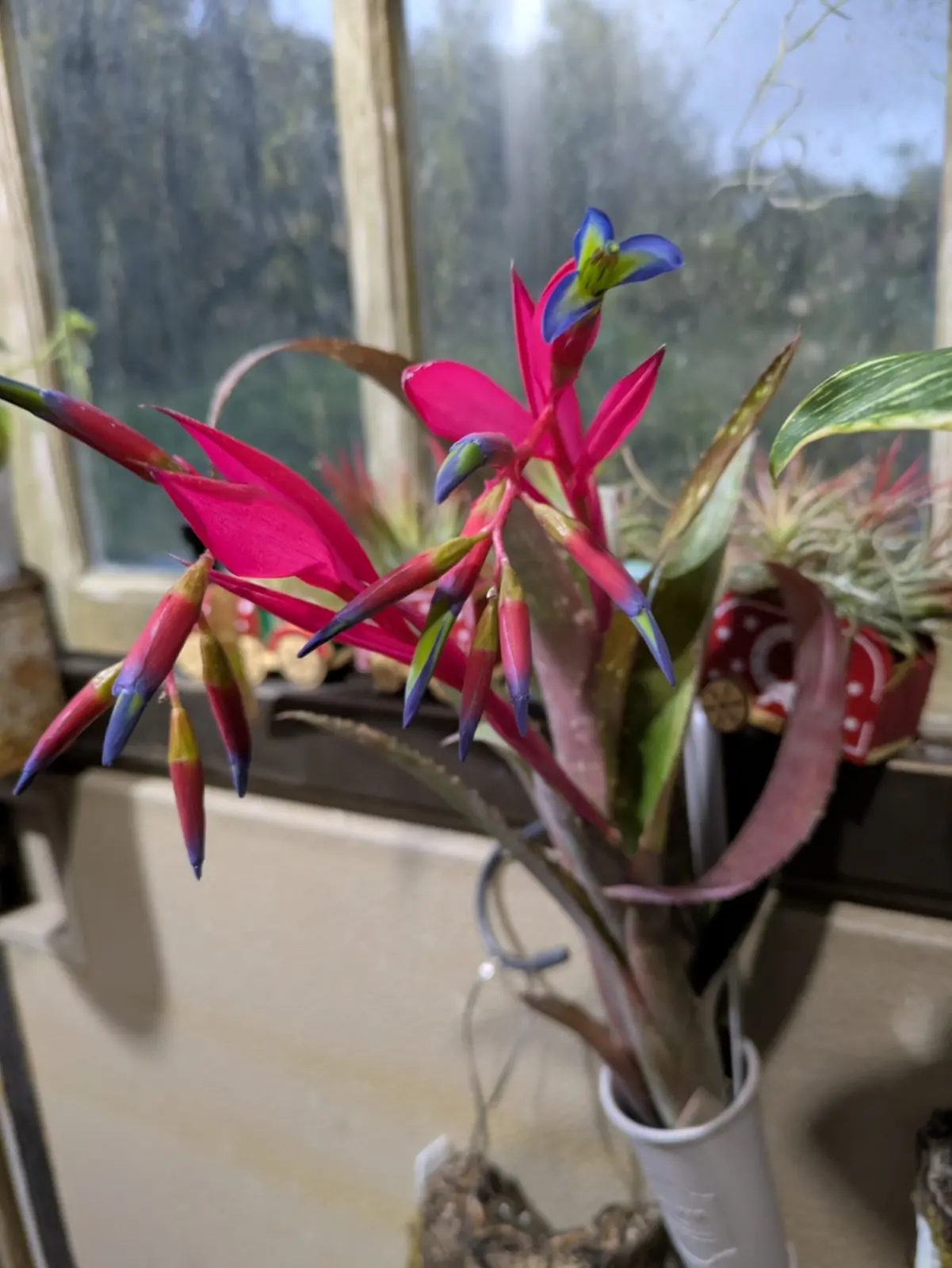 ビルベルギア　アモエナ　開花