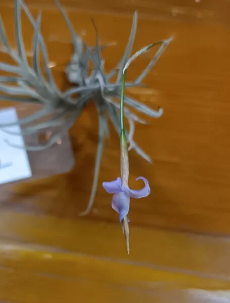 ティランジア　バンデンシス　花