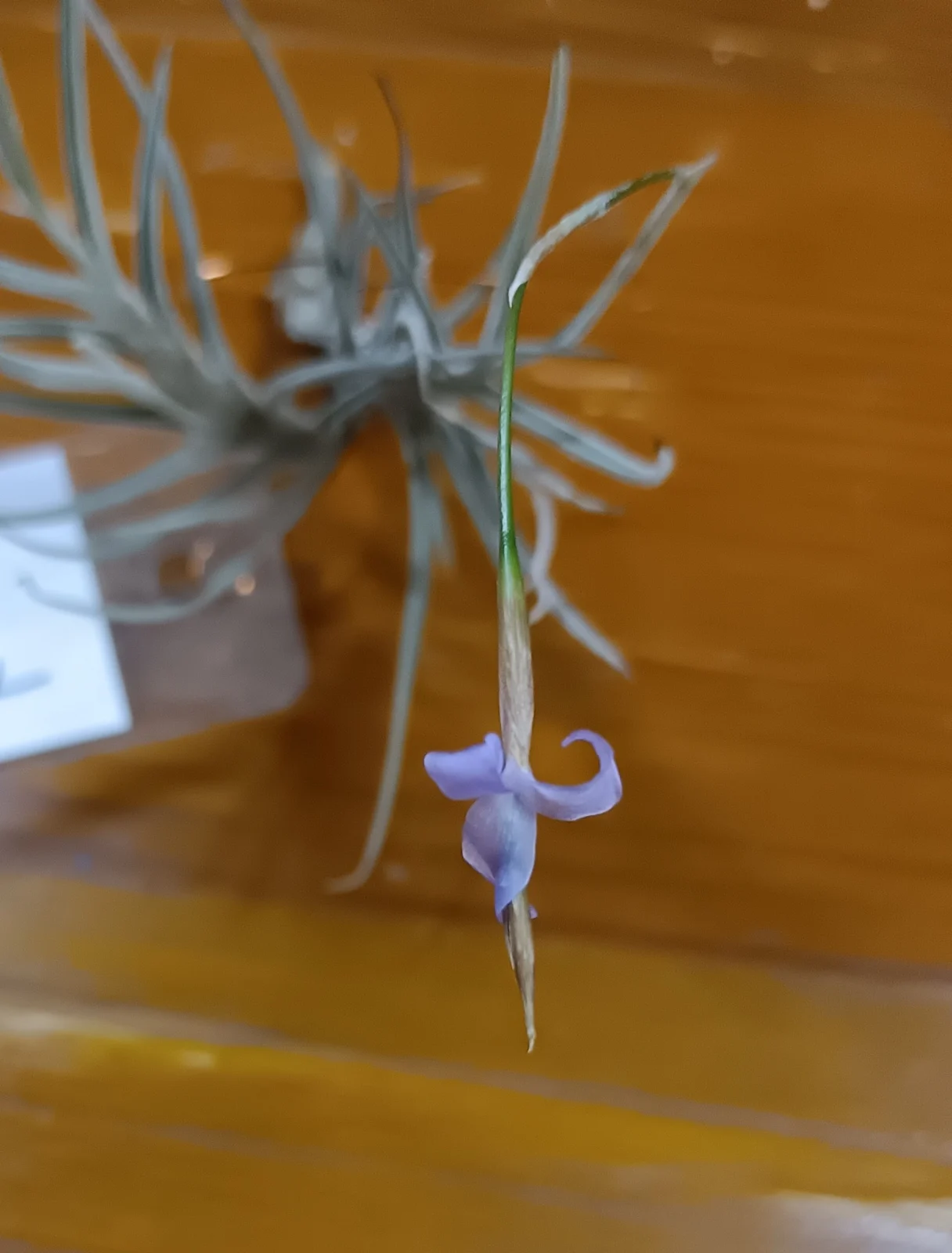 ティランジア　バンデンシス　花