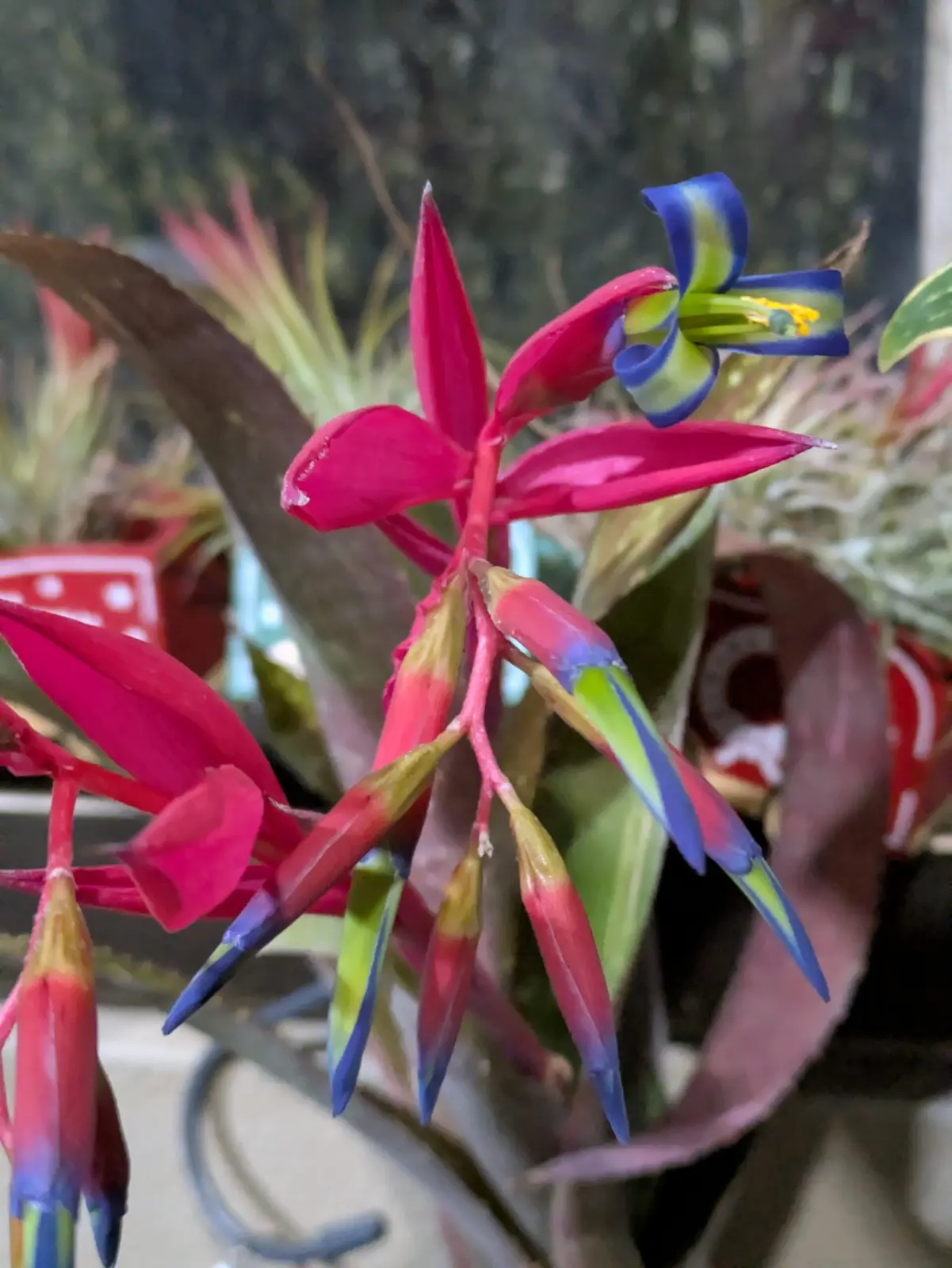 ビルベルギア　アモエナ　開花