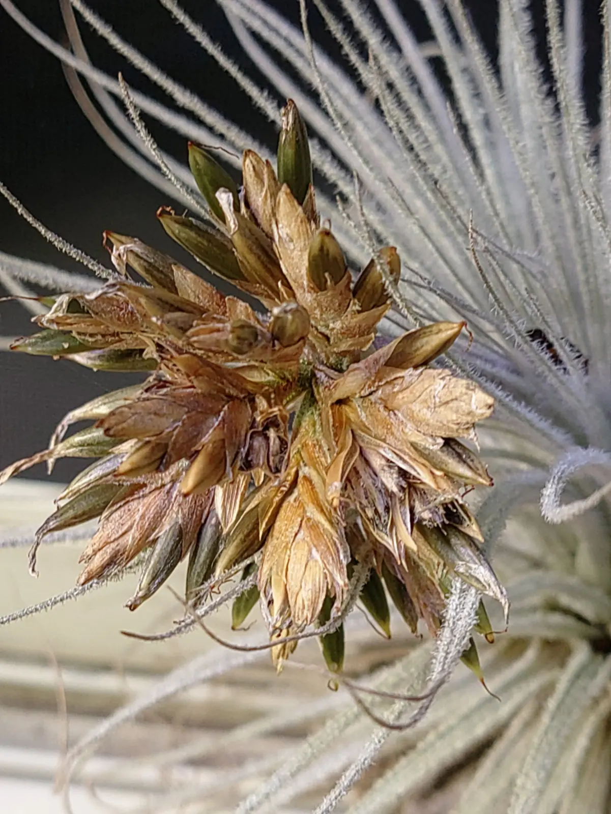 ティランジア　テクトラム　種