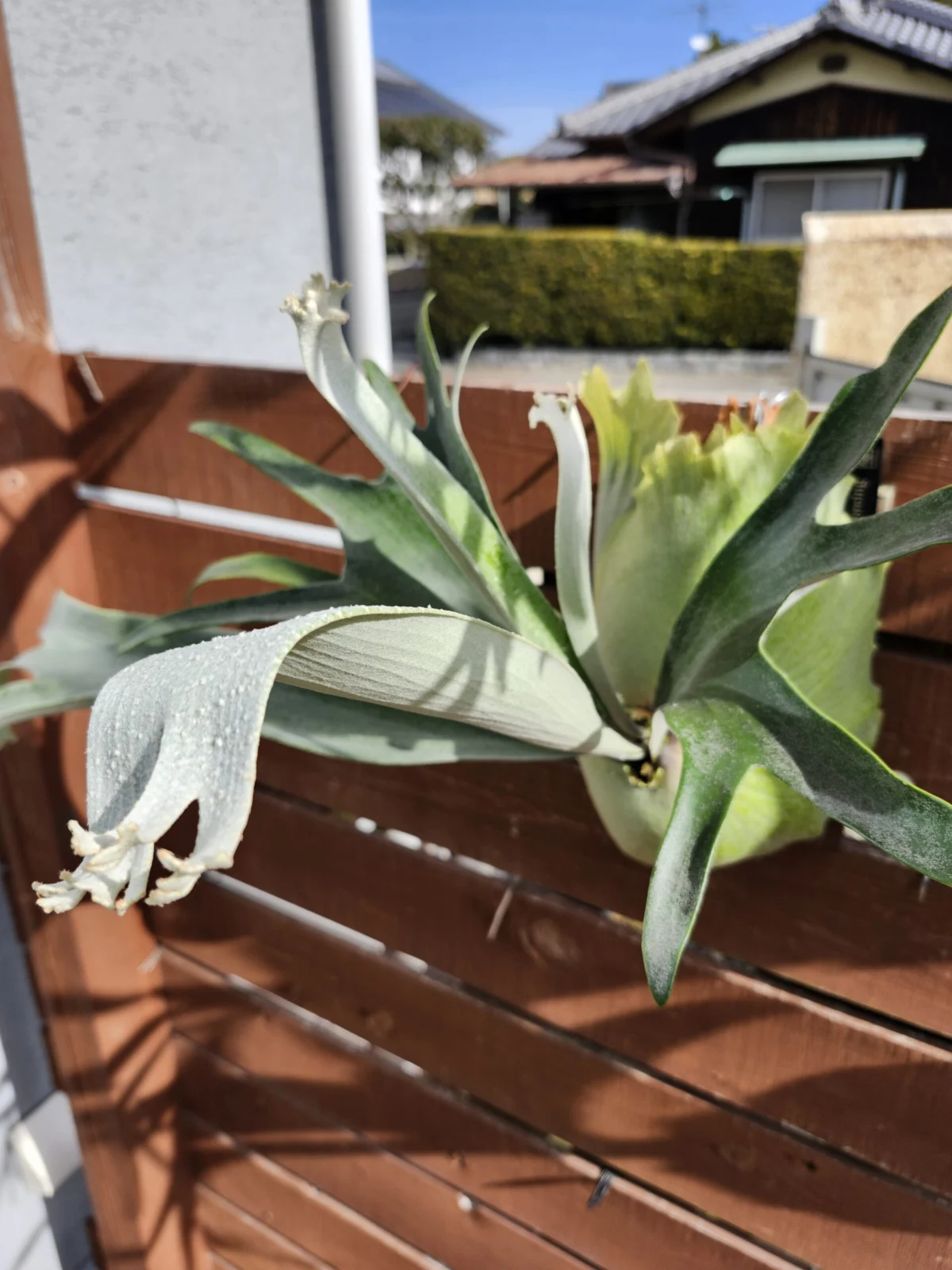 ビカクシダ　ギンカ　スポア