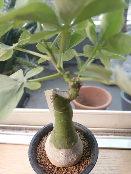 アデニア　グラウカ