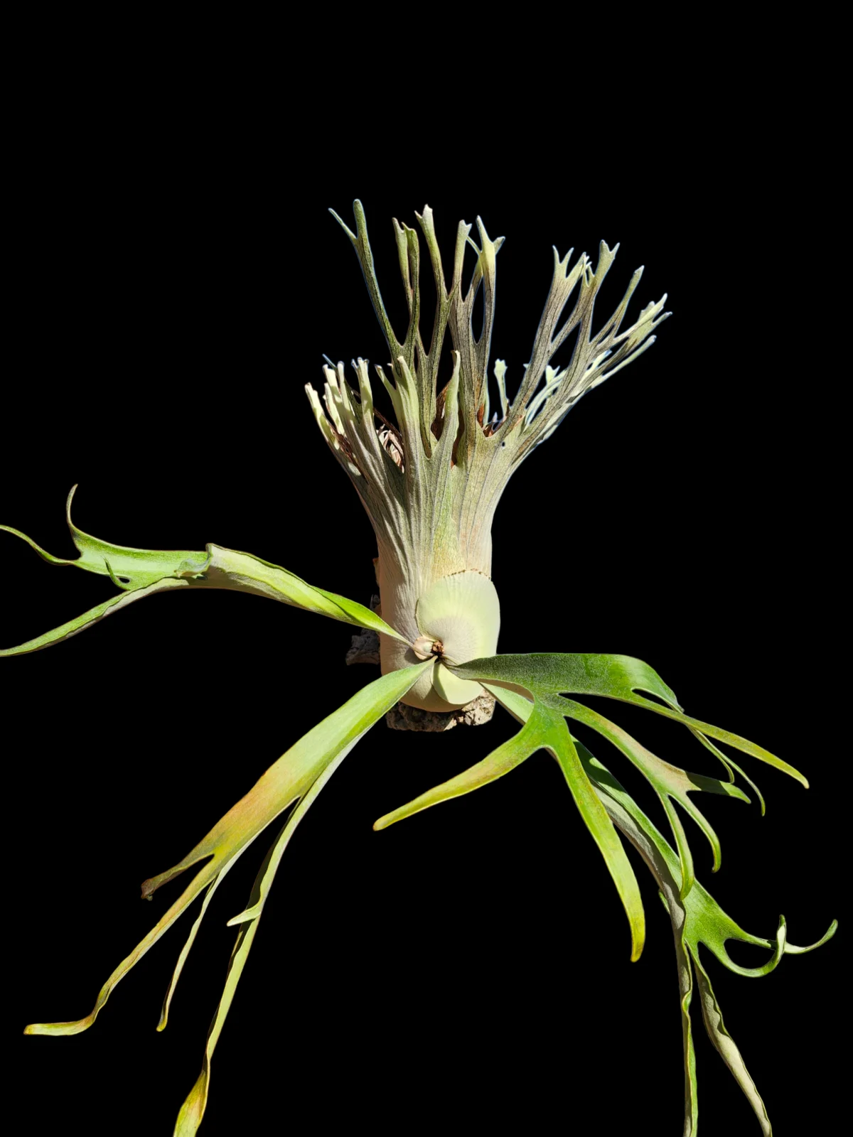 ビカクシダ　ライディーン×E1　スポア