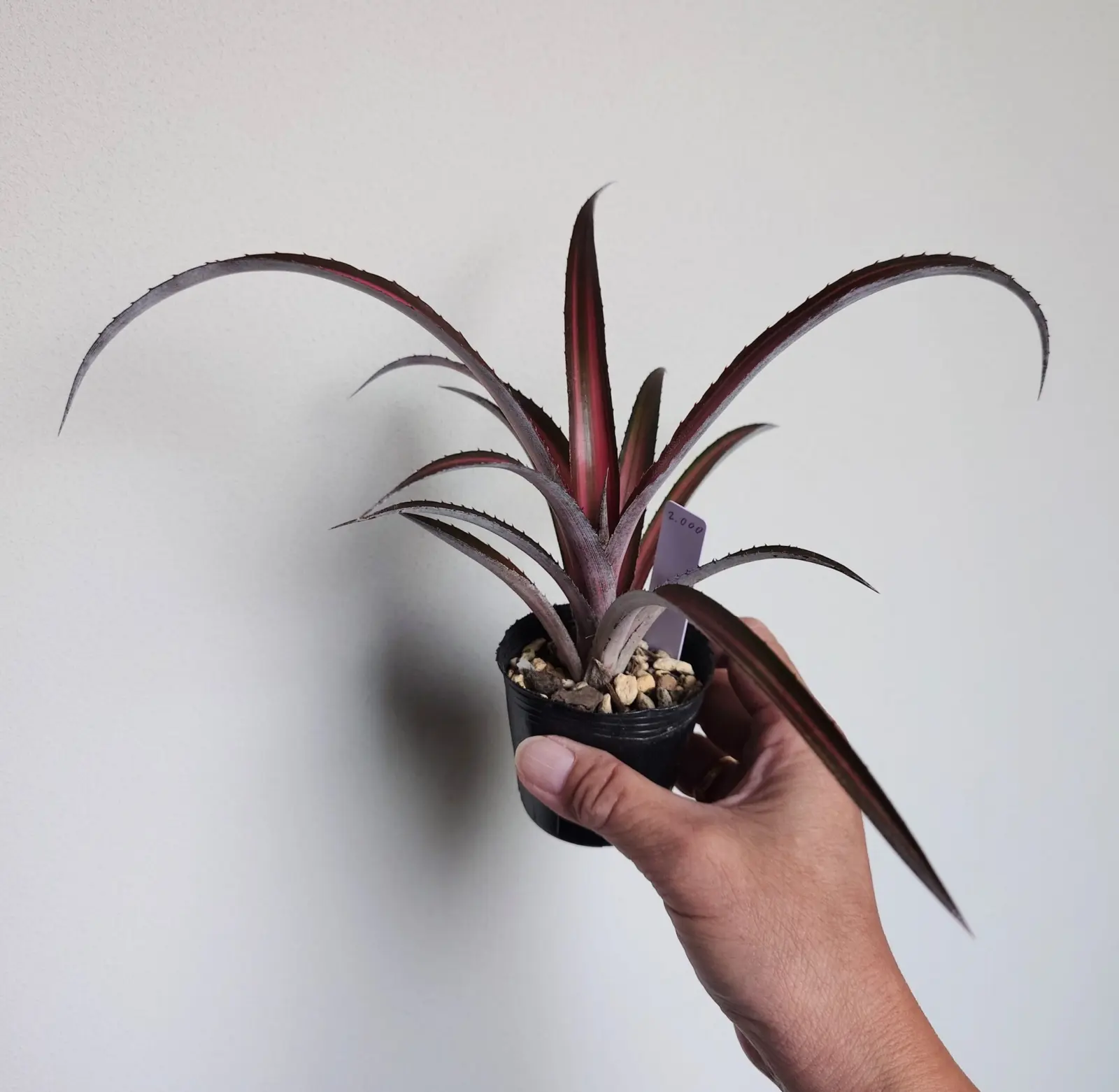 Cryptbergia Red burst　横から