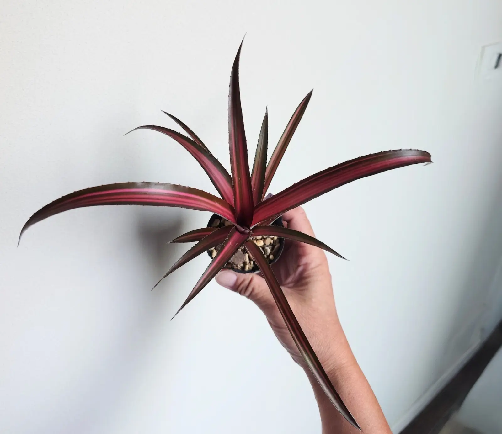 Cryptbergia Red burst上から