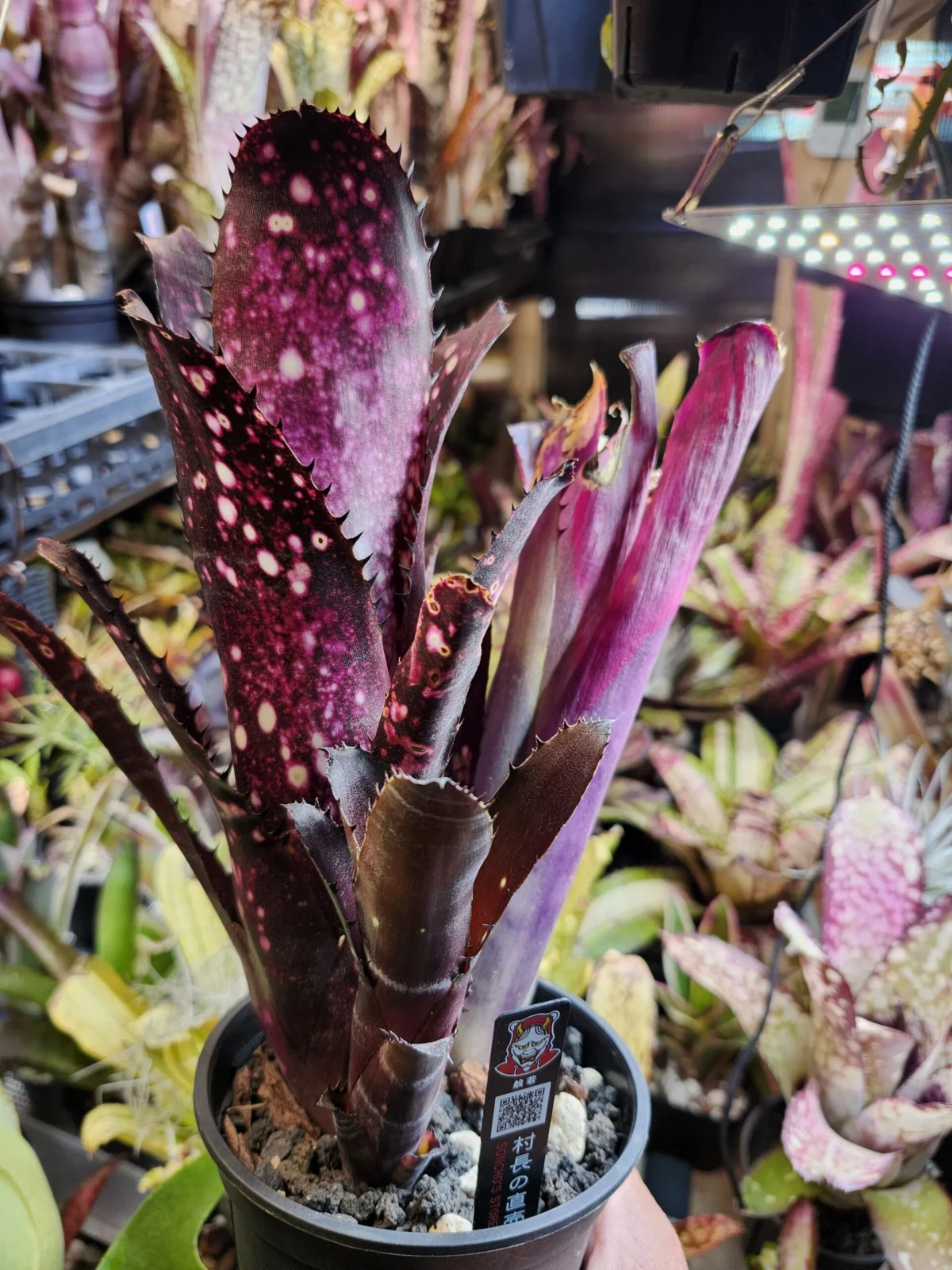 ビルベルギア　オーバージーン