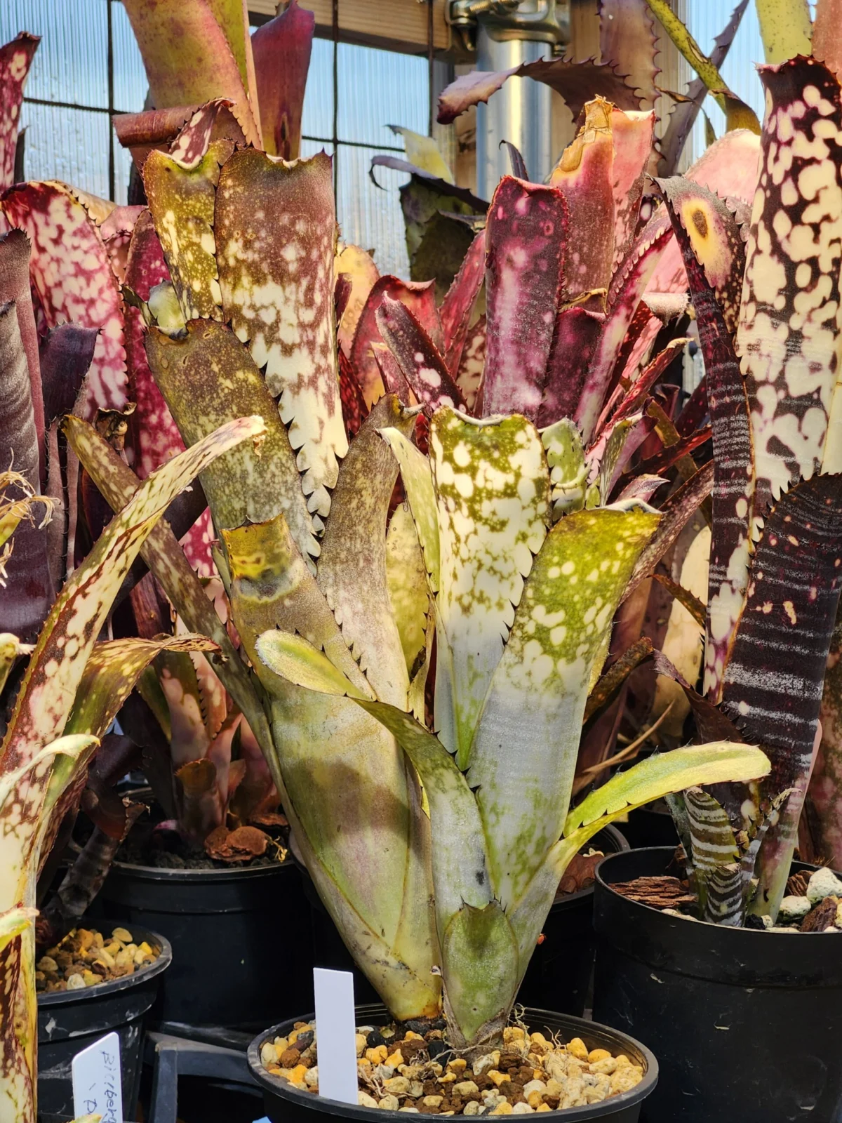 ビルベルギア　カハカイ