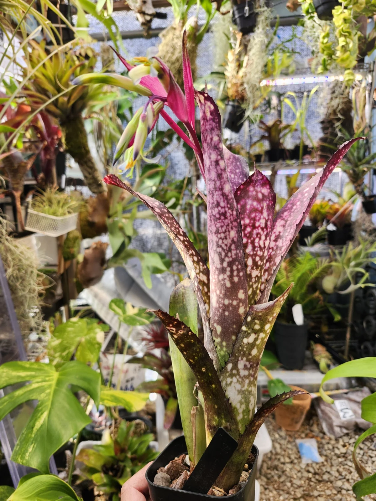 ビルベルギア　クムフラ　開花