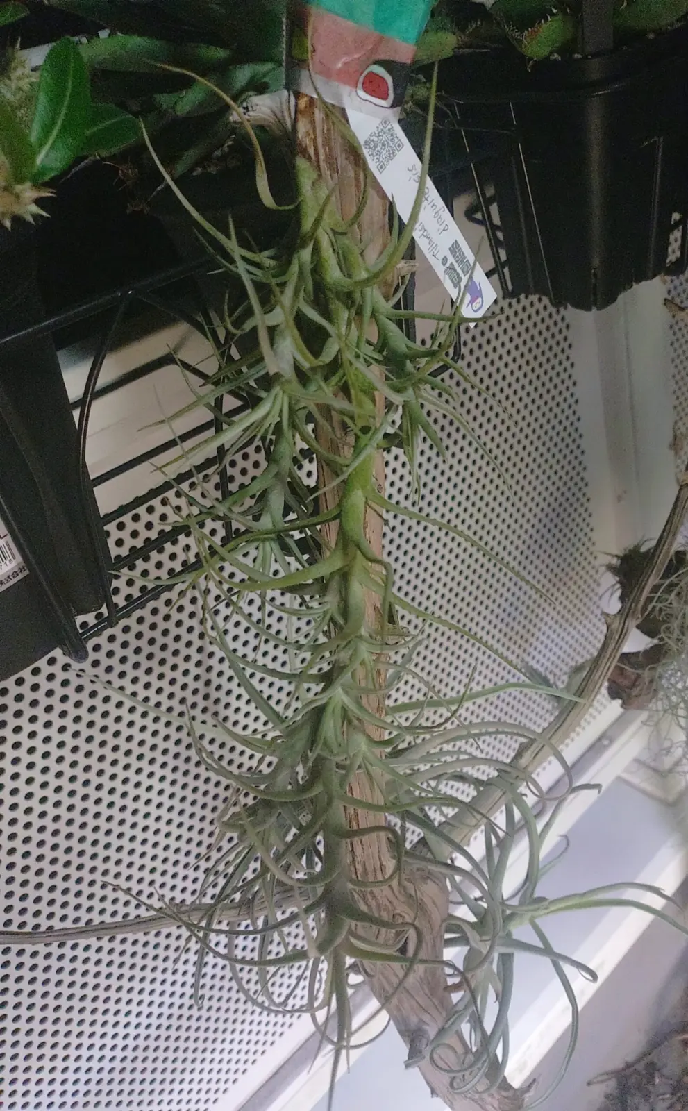 ティランジア　ディアグイテンシス