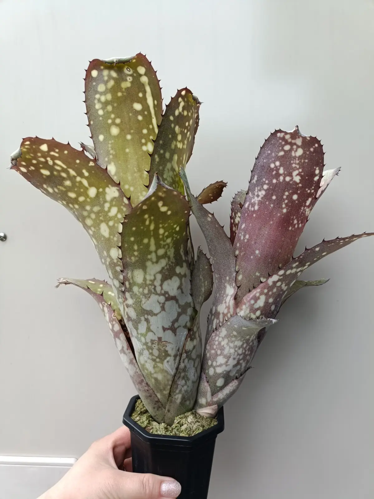 ビルベルギア　アラカイ