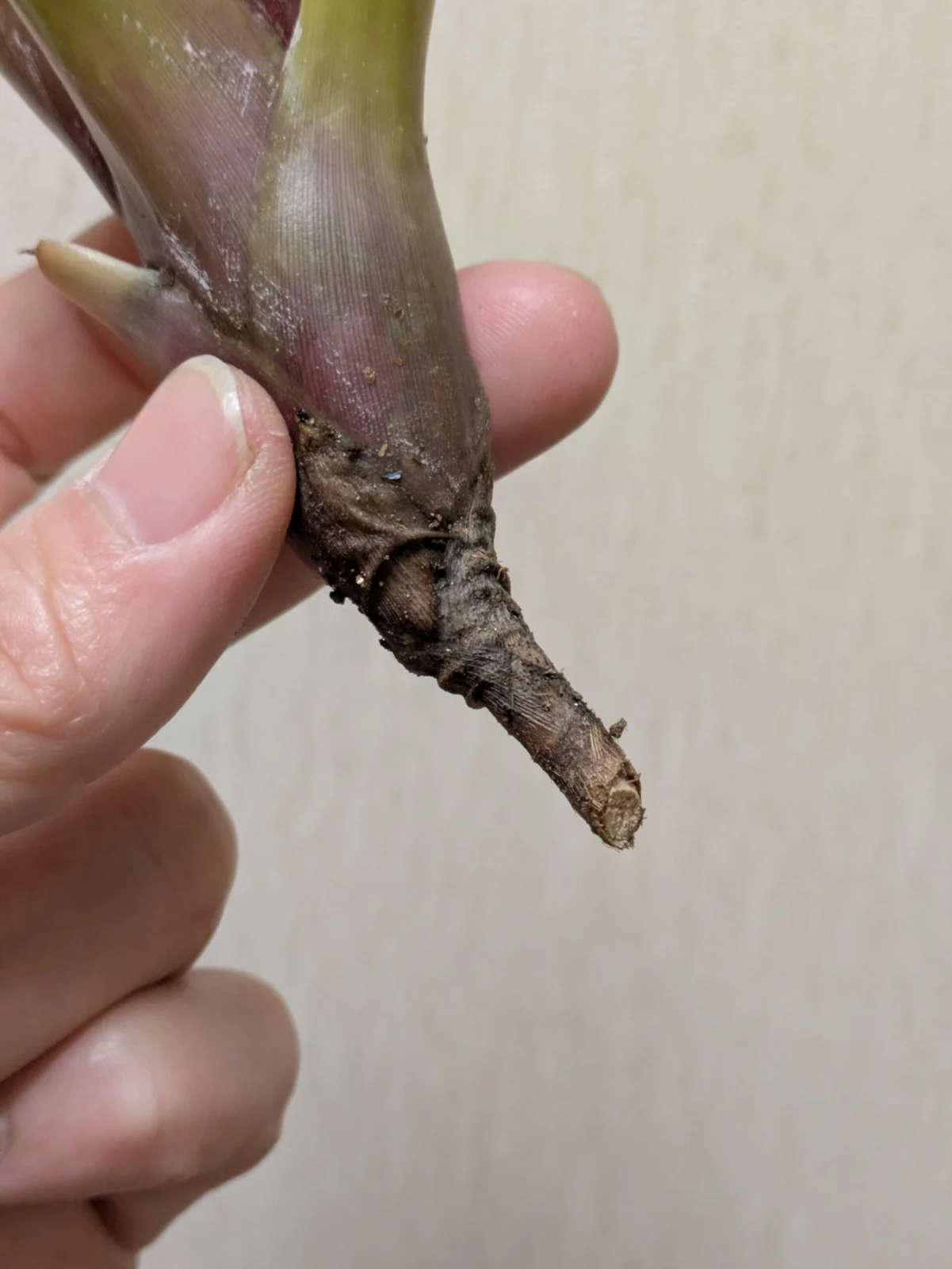 ネオレゲリアSP