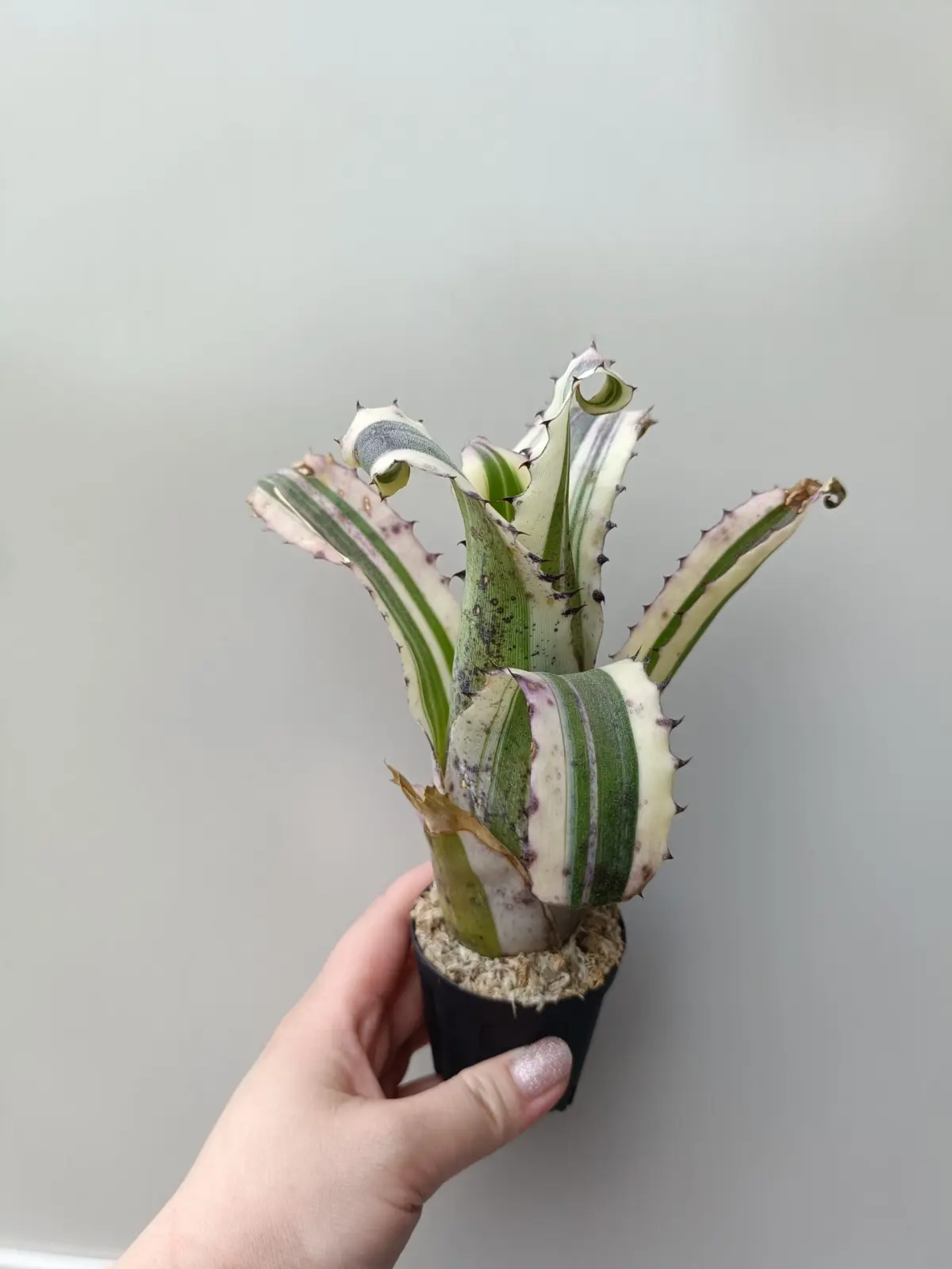 ホヘンベルギア　カーラ