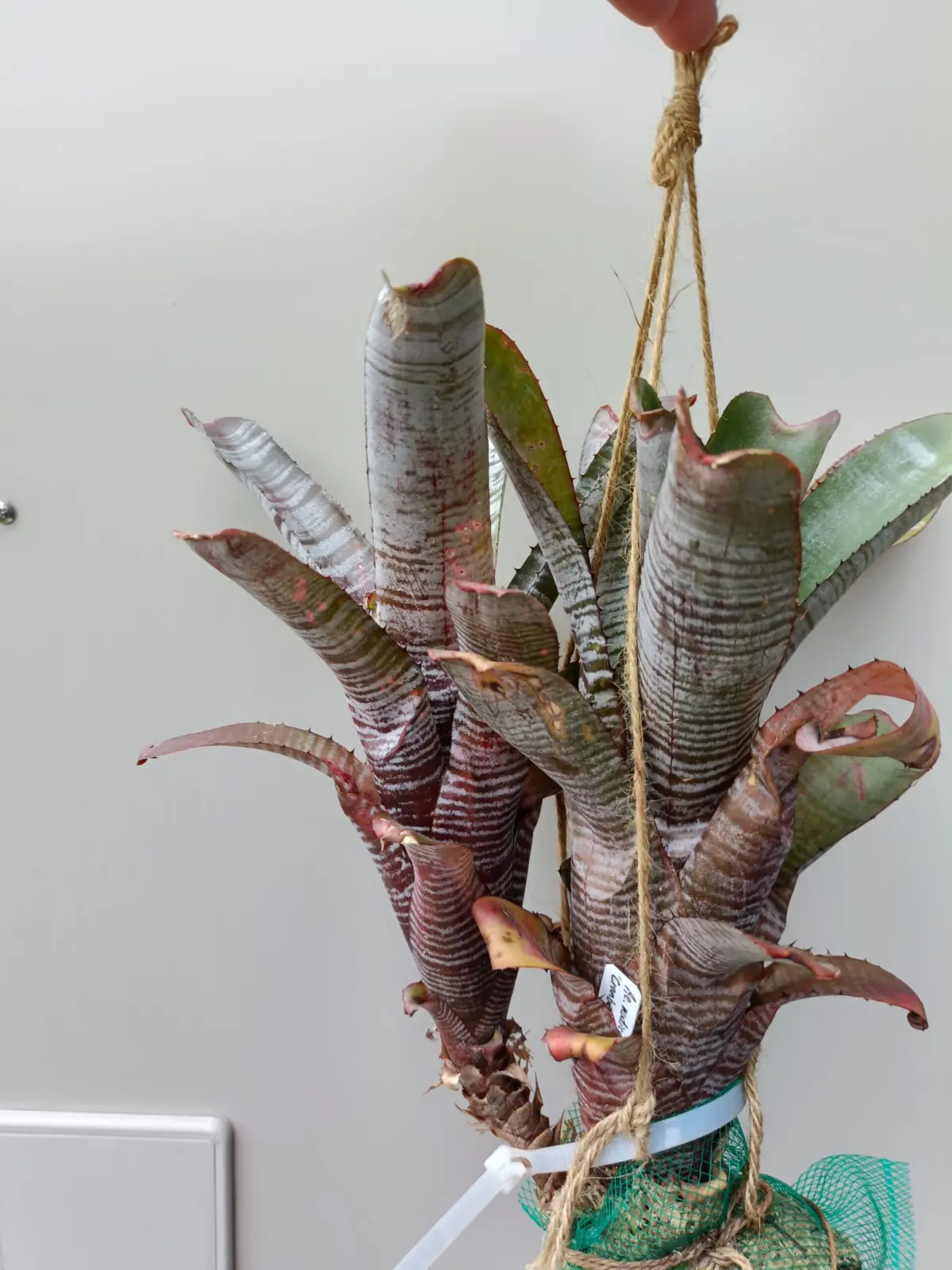 エクメア　クランベリーフロスト