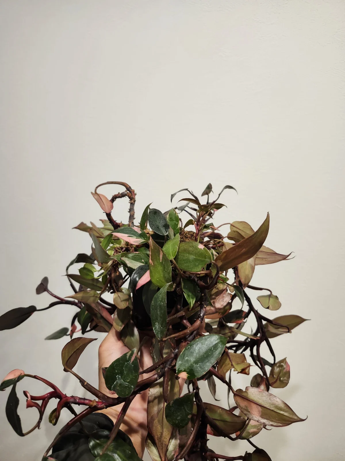 フィロデンドロン　ピンクプリンセス　ビトロ苗