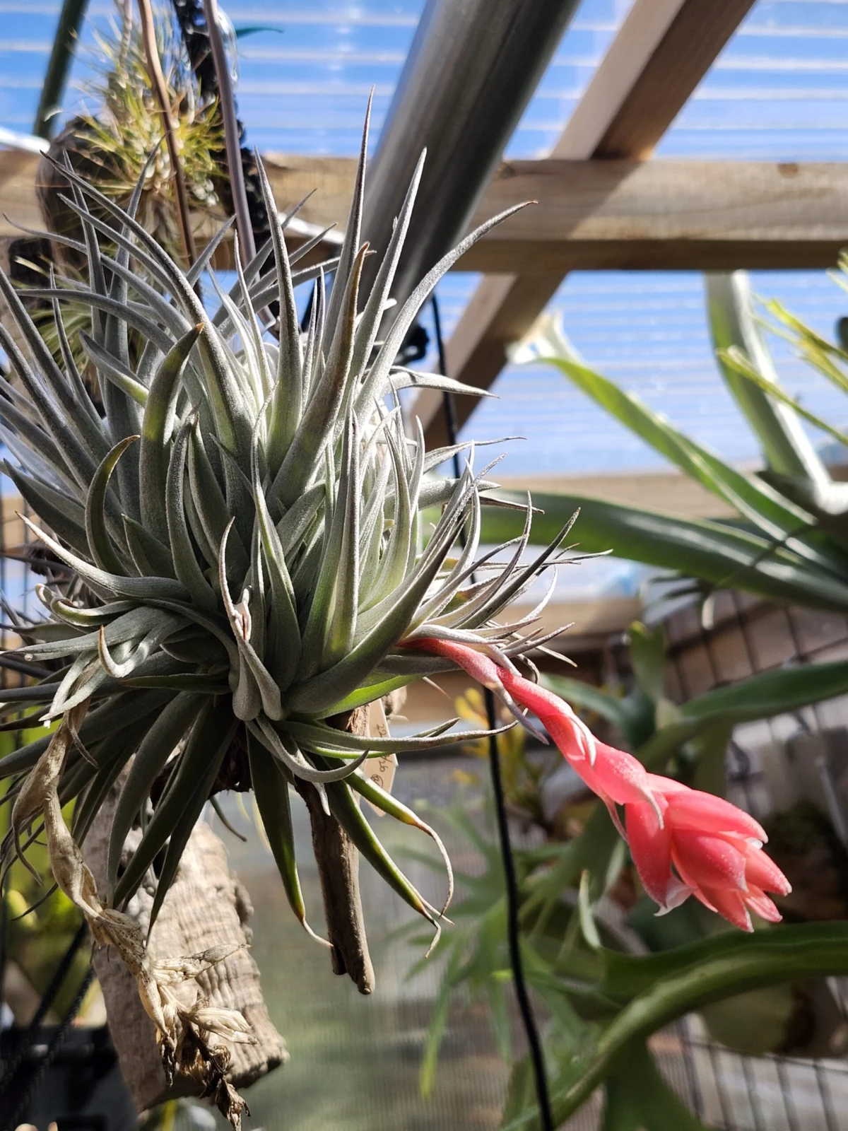 ティランジア　メリディオナリス