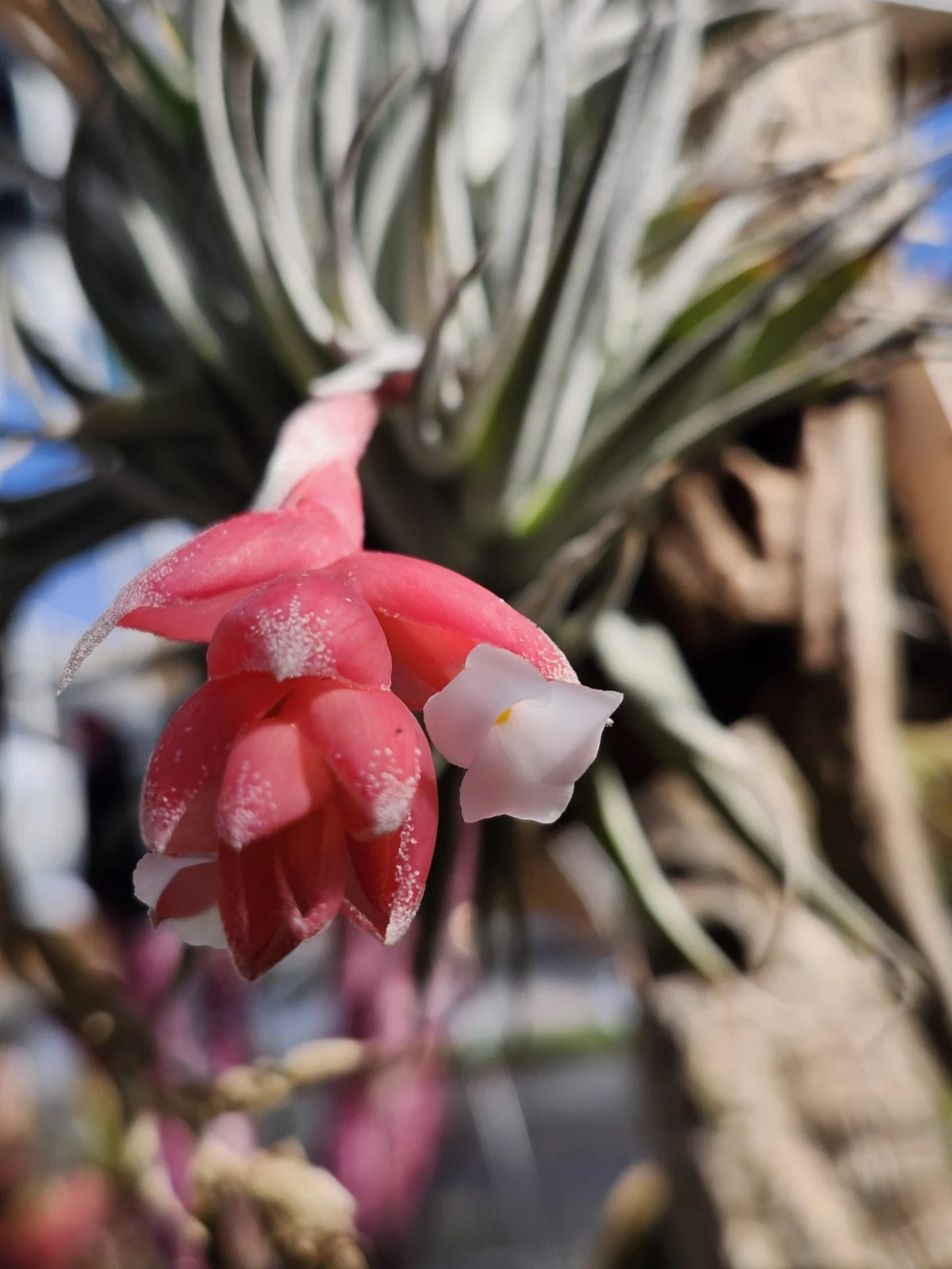 ティランジア　メリディオナリス　開花