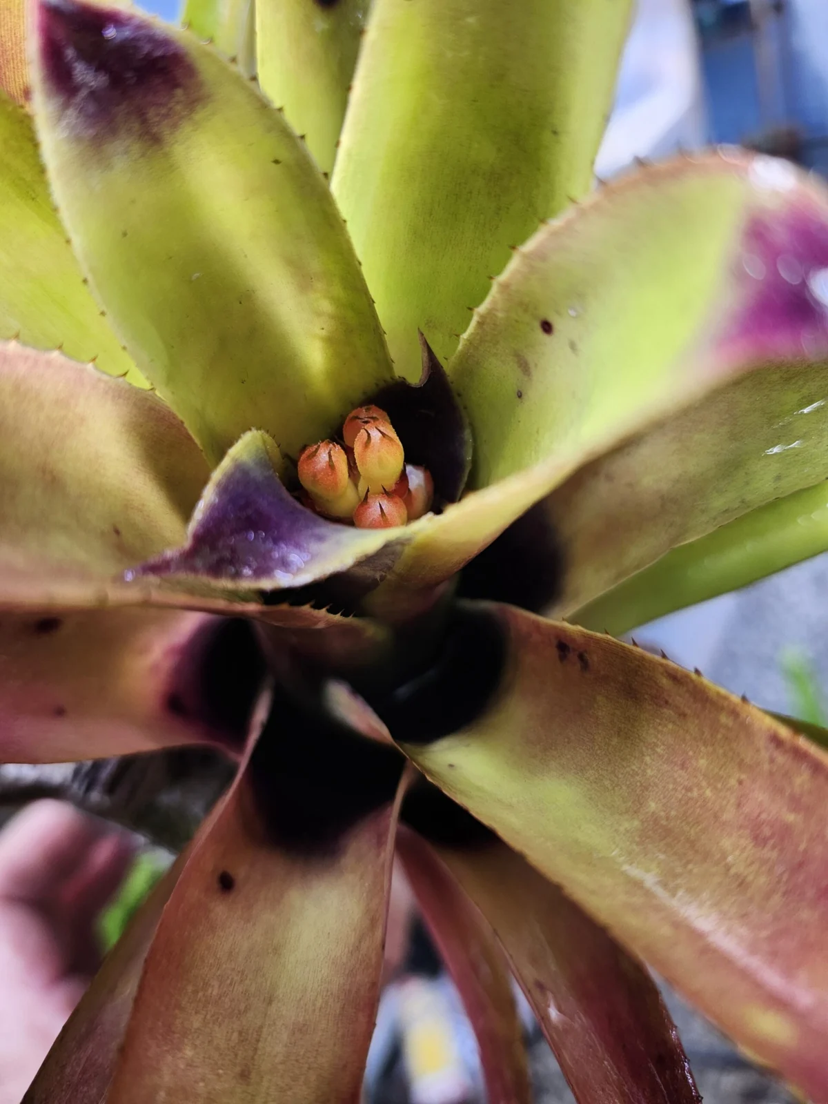 エクメア　ブルートゥース　開花