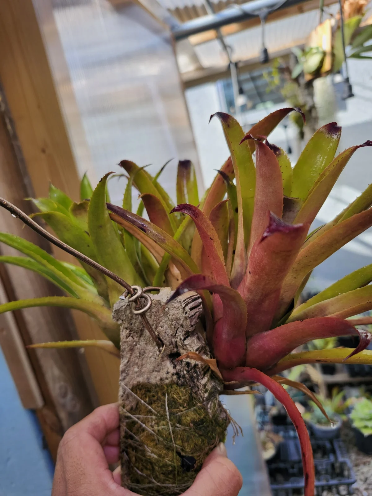 エクメア　ブルートゥース