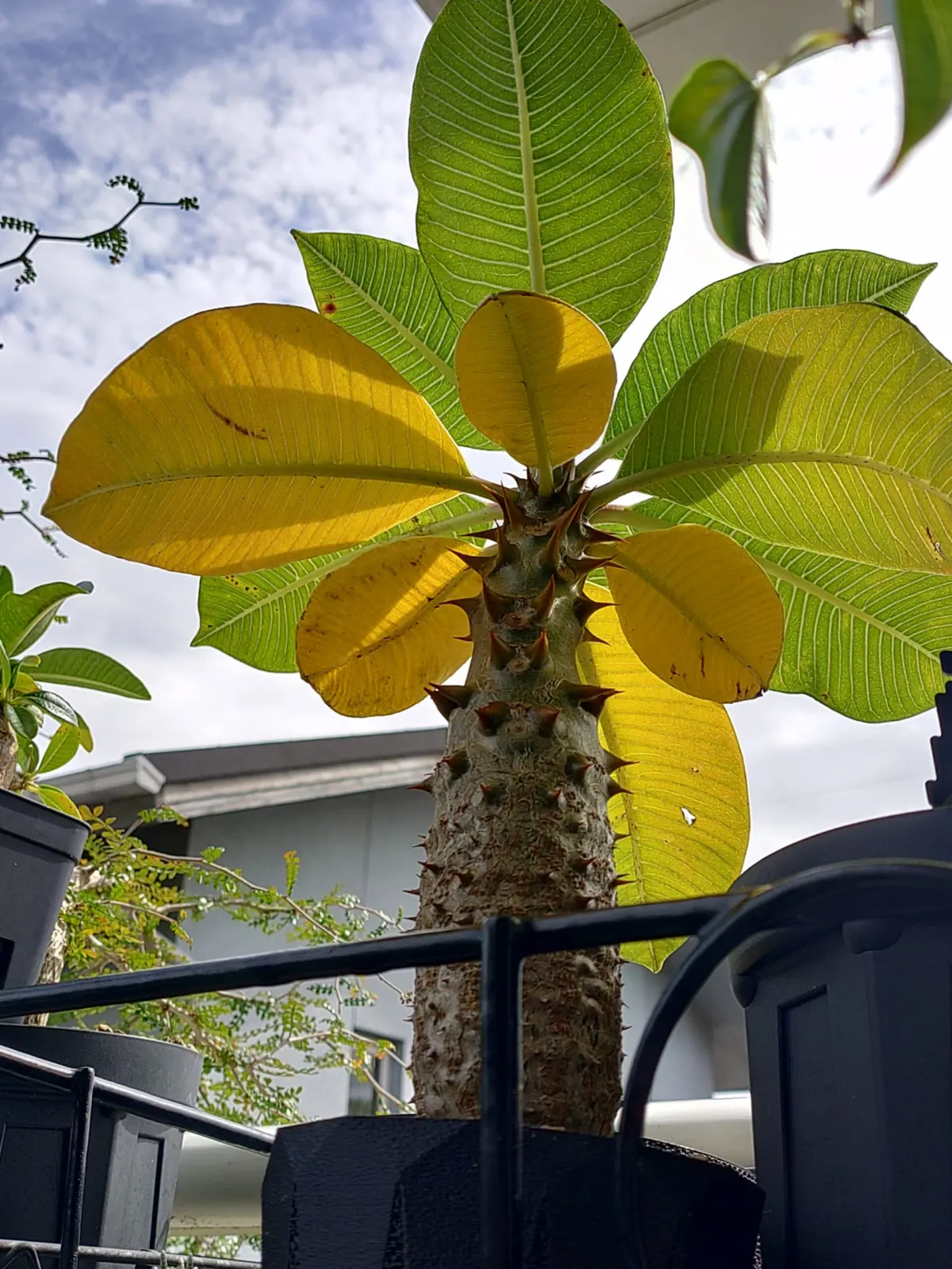 パキポディウム　バロニー