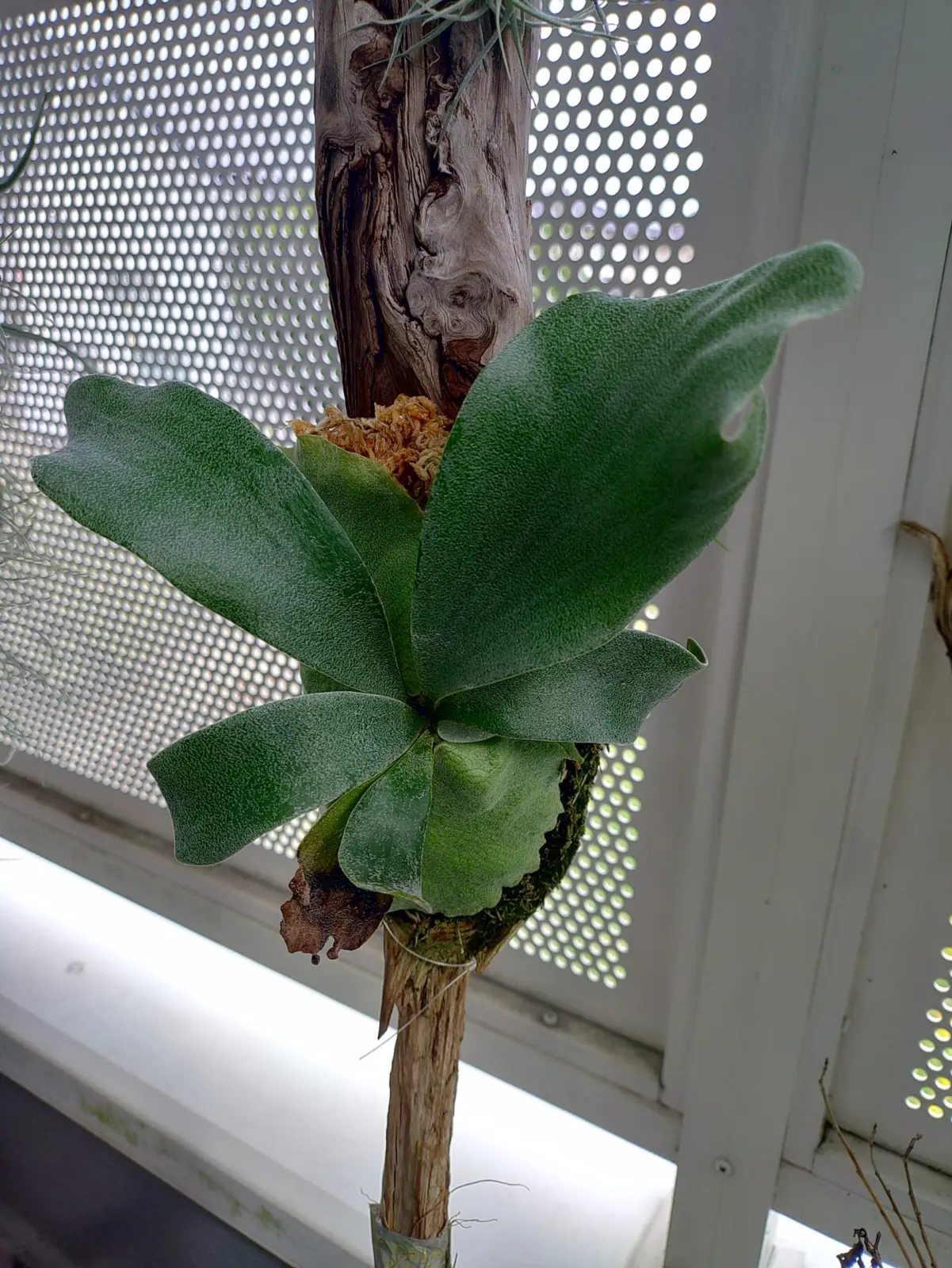 ビカクシダ　ビフルカツム