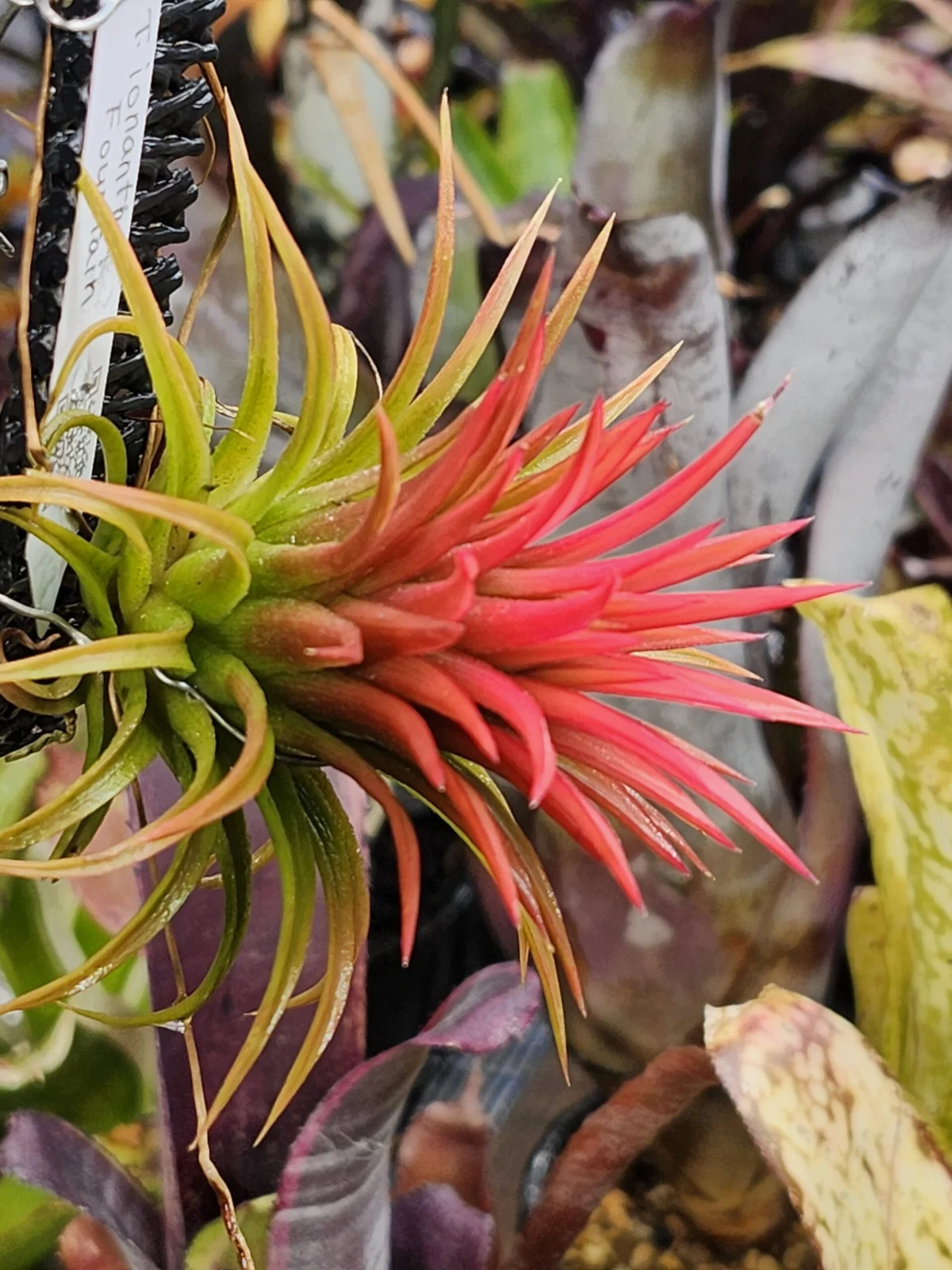 ティランジア　ファウンテン