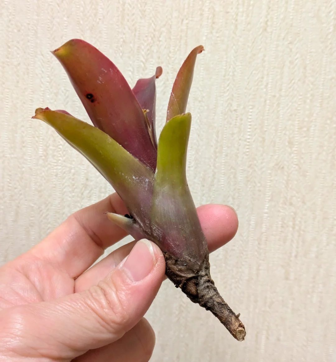 ネオレゲリアSP