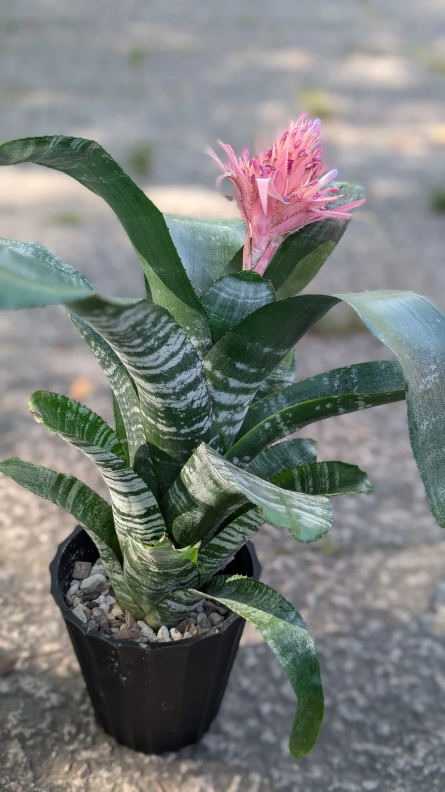 エクメア・ファスキアタ（縞珊瑚アナナス） （Aechmea fasciata）常緑の多年着生植物 【パイナップル科エクメア属】　原産 ブラジル
