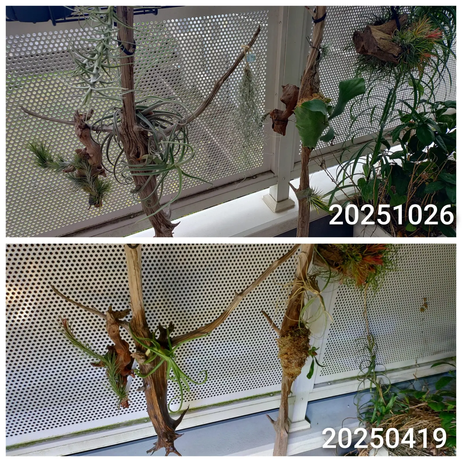 ティランジア　ビカクシダ　成長記録