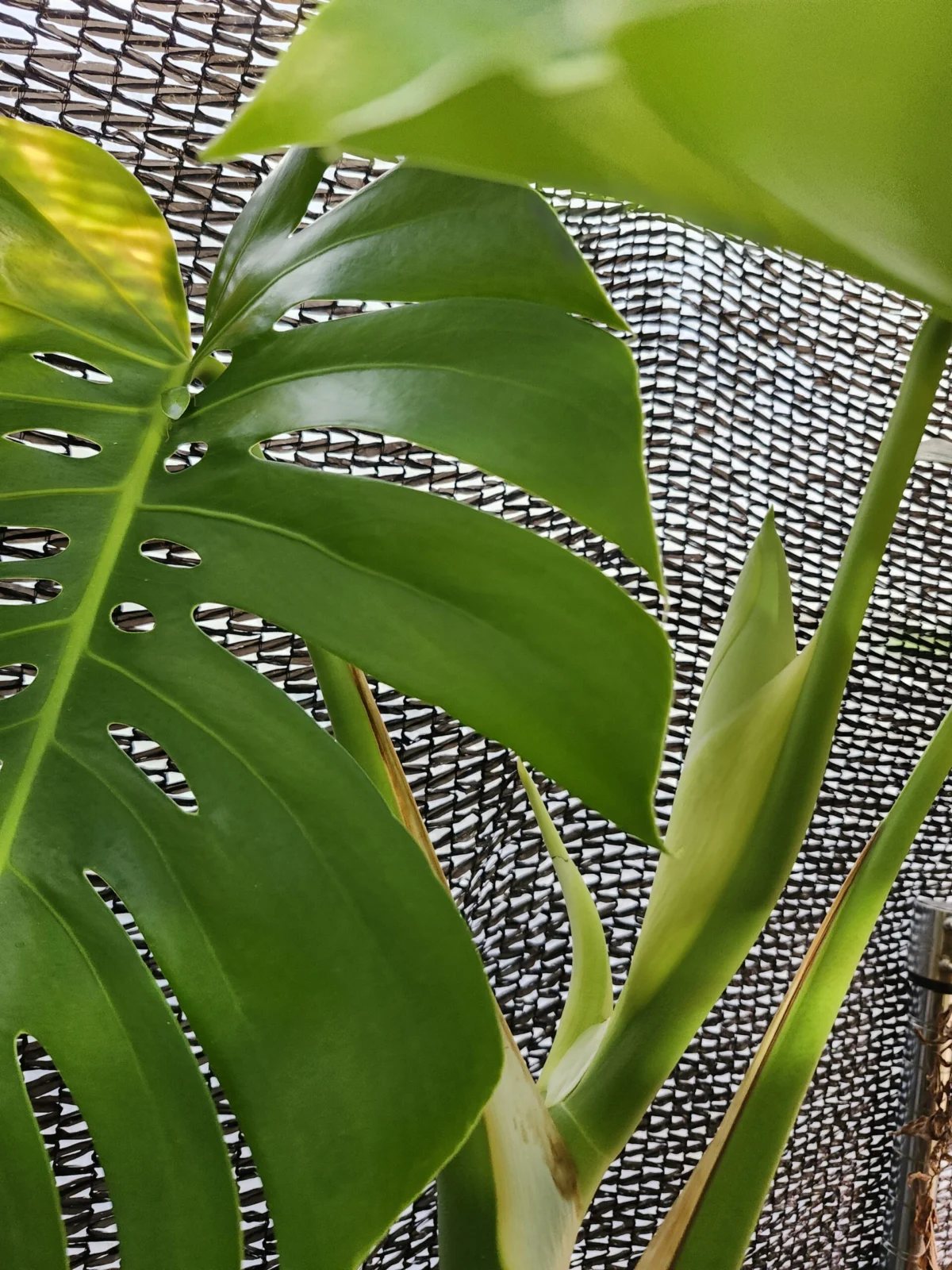 モンステラ ボルシギアナ 実生株 花芽