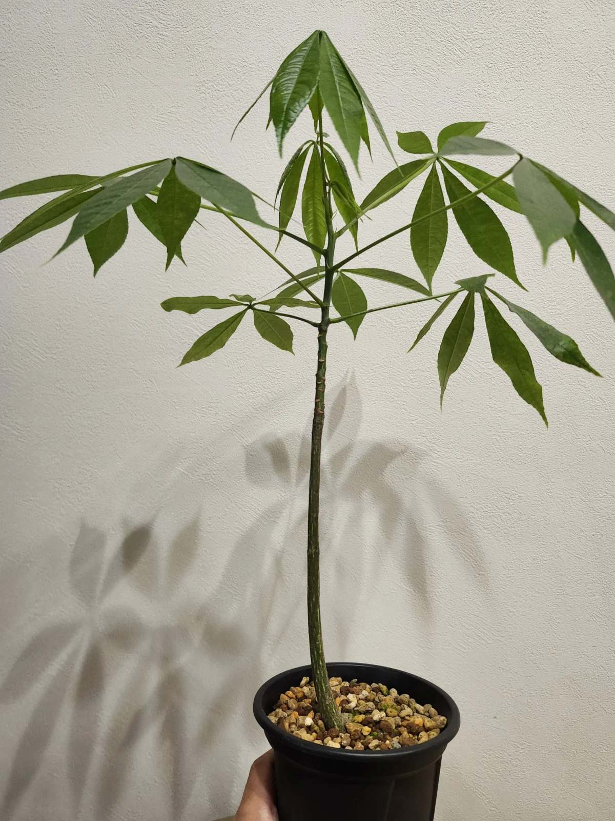 トックリキワタ　実生苗