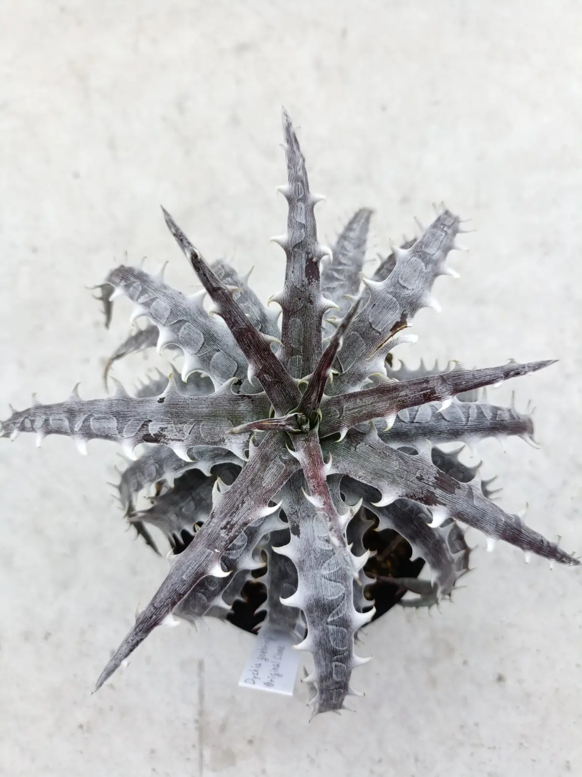 ディッキア　ゴエリンギー　オリジナルクローン