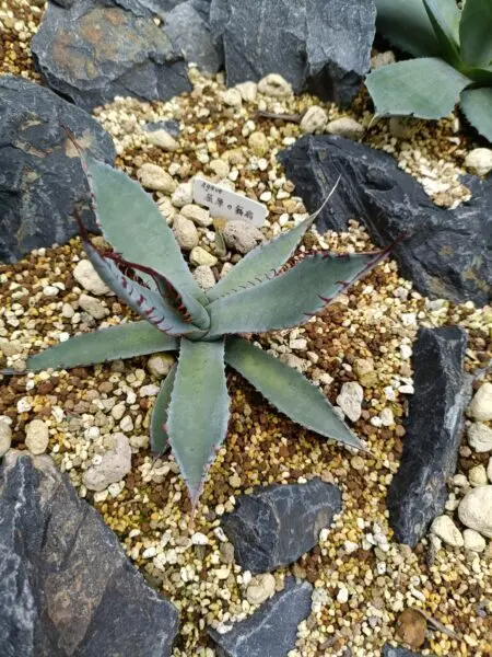 アガベ　屈原の舞扇　地植え