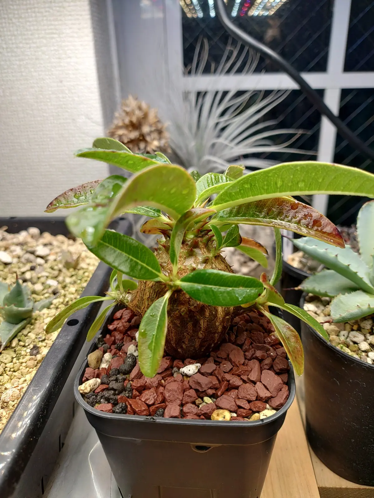 パキポディウム　ウィンゾリー