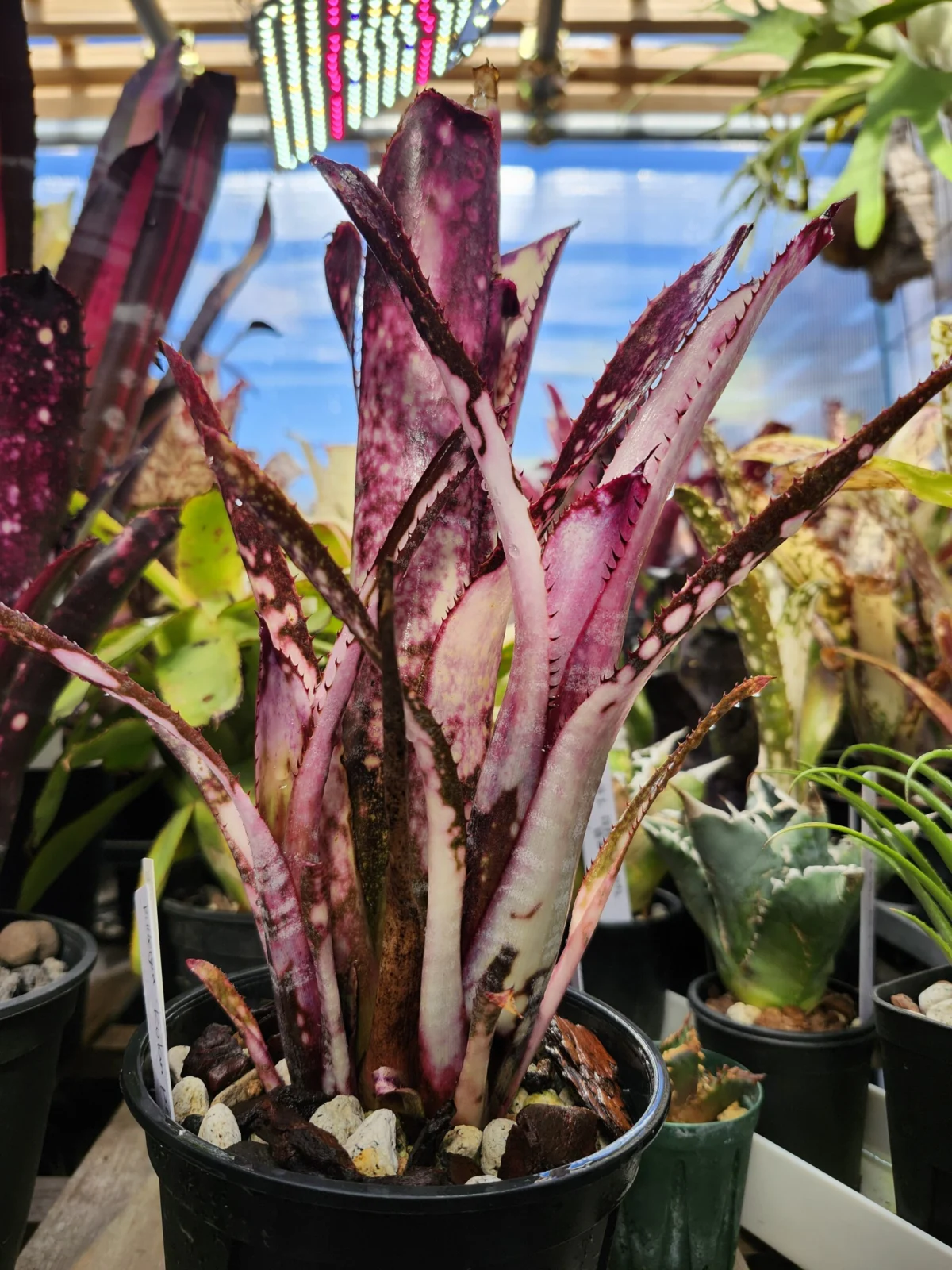 ビルベルギア コラン ピンクピラニア