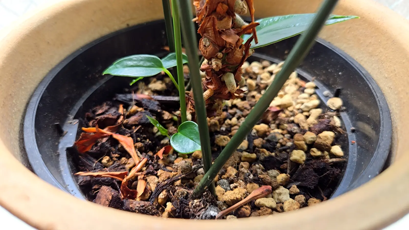 アンスリウム 札落ち 茎元