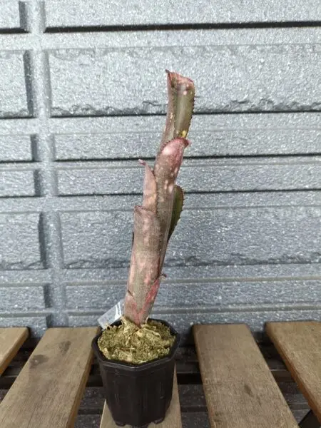 ビルベルギア アンコール