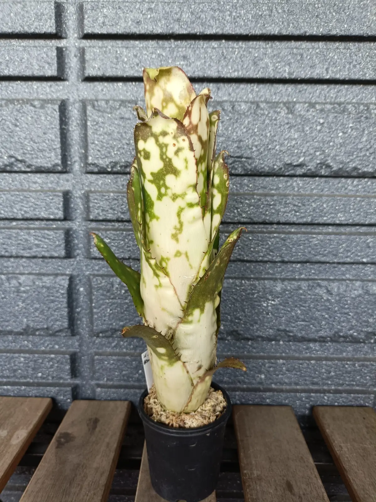 ビルベルギア　ハレルヤ×アラカイ