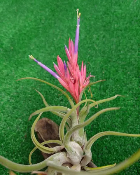 ティランジア カプトメデューサエ 花芽