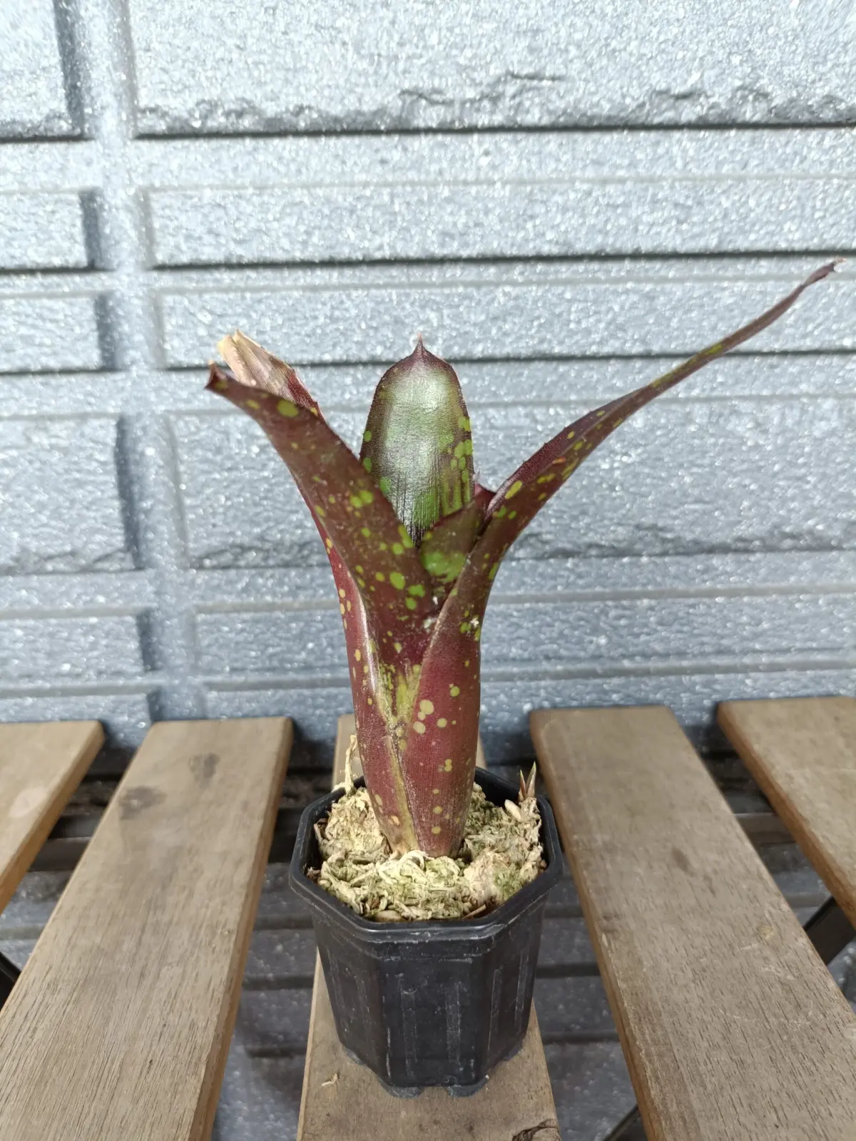 ネオレゲリア　ドミノ