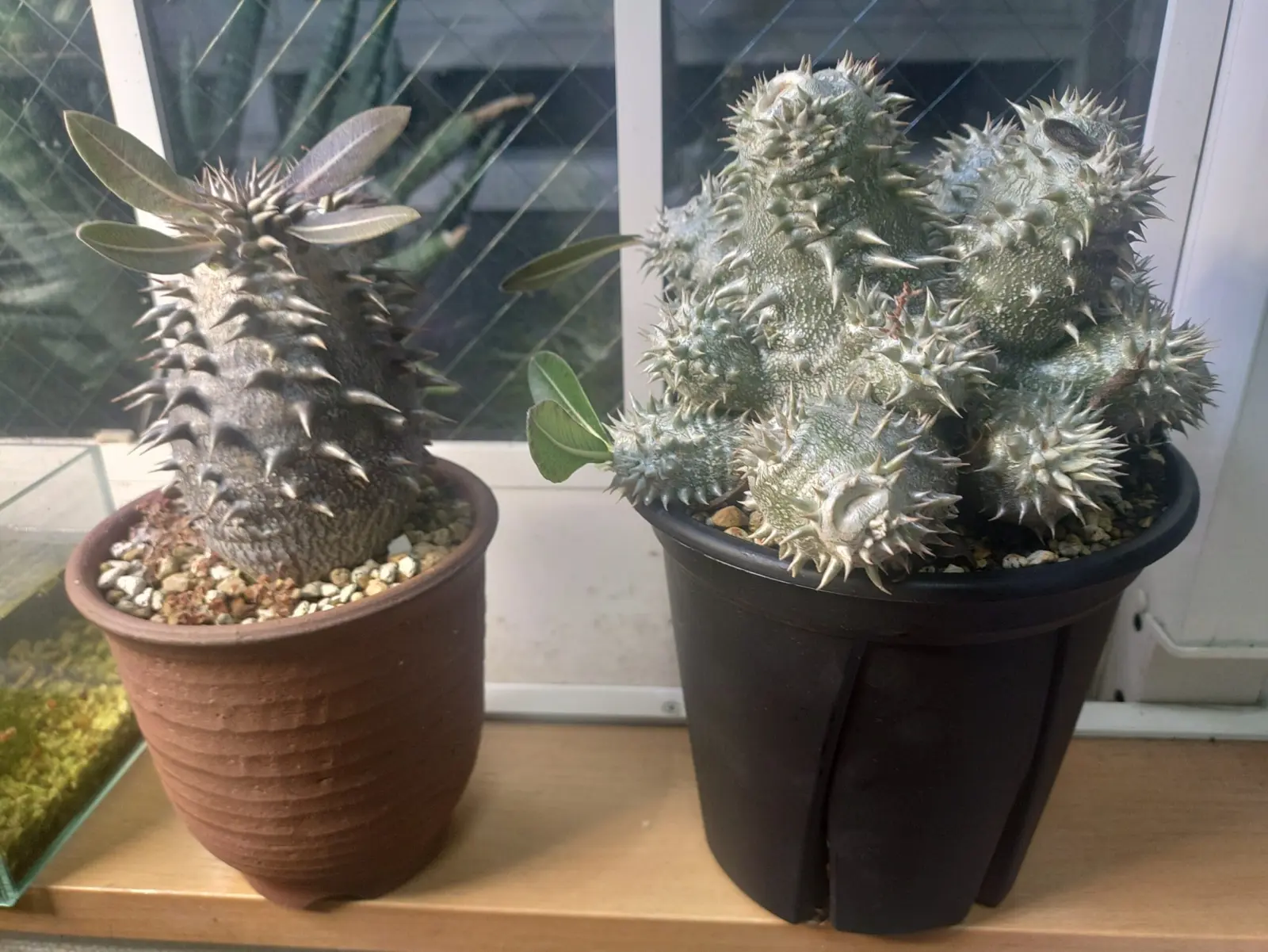 パキポディウム　恵比寿大黒