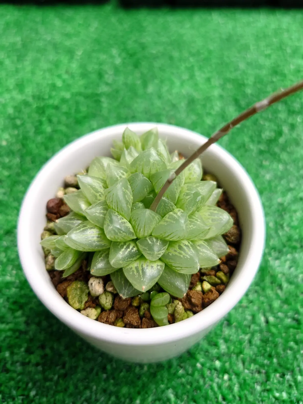 多肉植物 ハオルチア 光るオブト (光るオブツーサ)